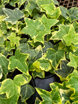 Hedera Helix 'Golden Ingot'