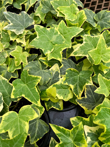 Hedera Helix 'Golden Ingot'