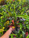 Croton 'Mammy'