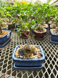 Bonsaï - Ficus 'Too Little'