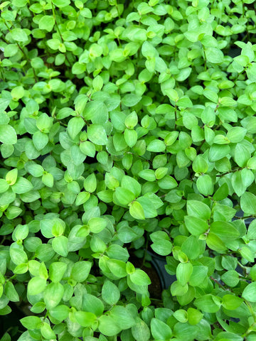 Callisia Repens 'Turtle'