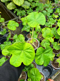 Jatropha Podagrica 'Buddha Belly Plant' | Euphorbia