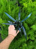 Microsorum Thailandicum  | Blue Oil Fern