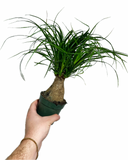 Elephant Foot | Beaucarnea Recurvata
