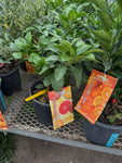 Pamplemoussier | Citrus Maxima