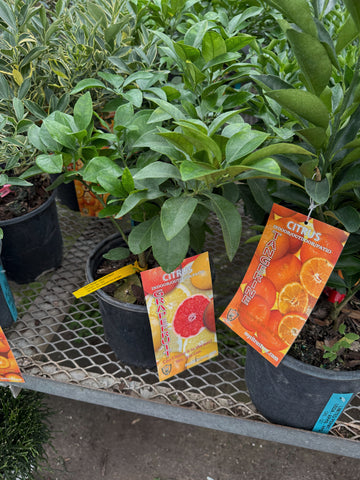 Pamplemoussier | Citrus Maxima