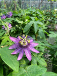 Passiflora Violacea 'Victoria' | Fleur de la Passion