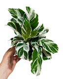 Calathea Lietzei ‘White Fusion’