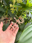 Medinilla Pendula