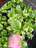 Epipremnum Aureum 'Lemon Meringue' | Pothos 'Lemon Meringue'