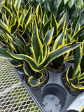 Sansevière 'Golden Flame'