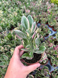 Crassula Ovata 'Tricolor'
