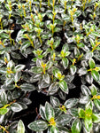 Hypocerta 'Black Gold'