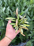 Hoya 'Wayetii' Variegata