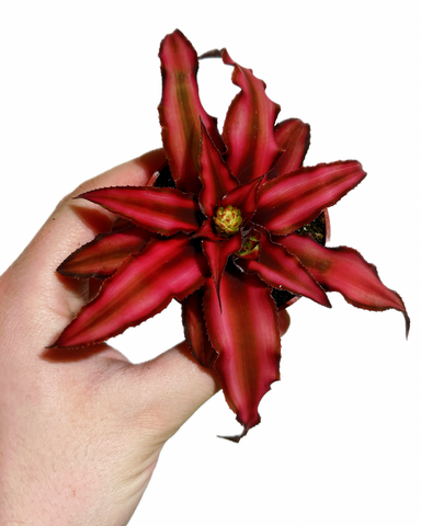 Cryptanthus  Bivittatus 'Red Star' | Plante étoile de mer