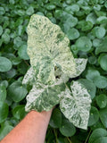 Alocasia Macrorrhiza Variegata