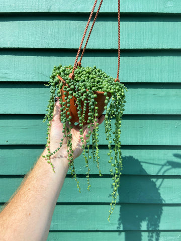 pearl necklace succulent Senecio Rowleyanus | Pearl Necklace