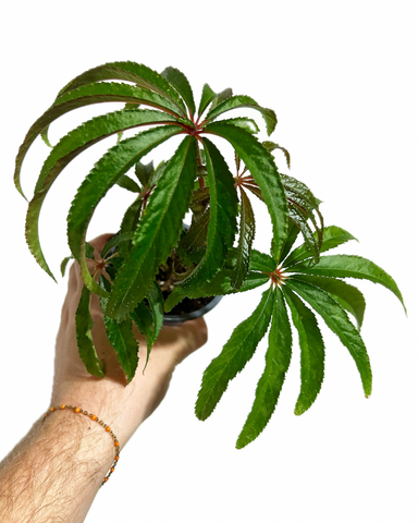 Begonia Luxurians | Palm Leaf Begonia