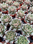 Echeveria Purpusorum