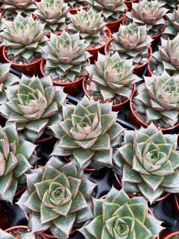 Echeveria Purpusorum