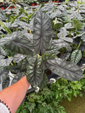 Alocasia Baginda 'Dragon Scale'