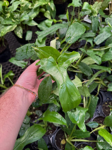 Philodendron Pedatum 'Glad Hands'