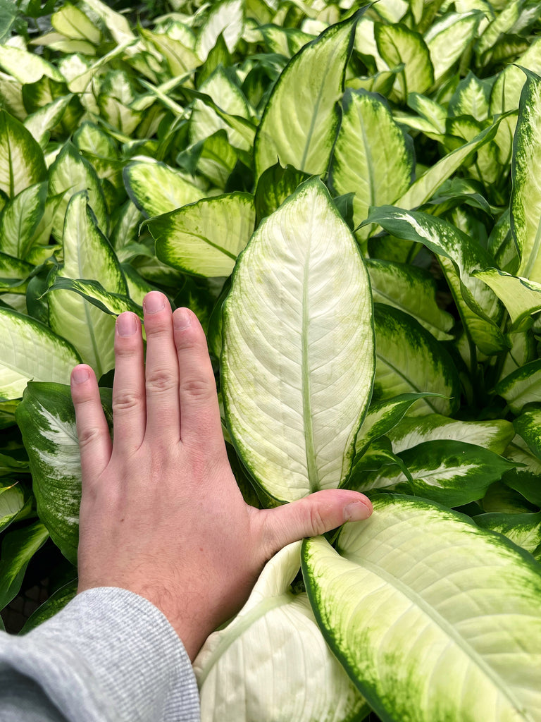 dieffenbachia camille compacta Dieffenbachia 'Camille'
