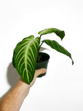 Caladium Lindenii | Xanthosoma Lindenii 'Magnificum'