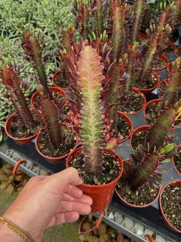 Euphorbia trigona 'Rubra' | Euphorbe Rouge