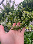 Aeschynanthus Radicans 'Curly Rasta'