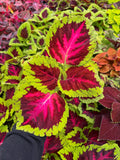 Coleus 'Kong Rose'