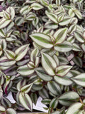 Tradescantia Zebrina