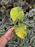 Alocasia Odora 'Variegata Yellow'