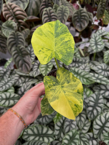 Alocasia Odora 'Variegata Yellow'