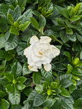 Gardenia bush | Gardenia's bush | Gardenia Jasminoides