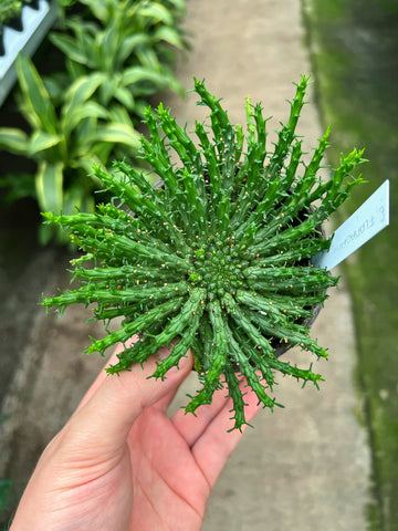 Euphorbia Flanaganii 'Caput-Medusae' | Tête de méduse