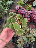 Begonia 'Fraise' Variegata | Saxifraga Stolonifera