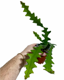 Disocactus Anguliger | Cactus Zig Zag