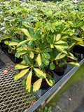 Schefflera Arboricola 'Trinette'