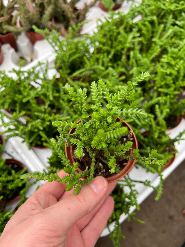 crassula lycopodioides succulent Crassula Muscosa