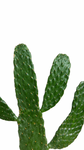 Opuntia Consolea Falcata | Cartoon Cactus
