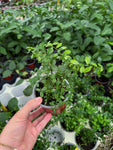 Citronnier Caviar | Finger Lime