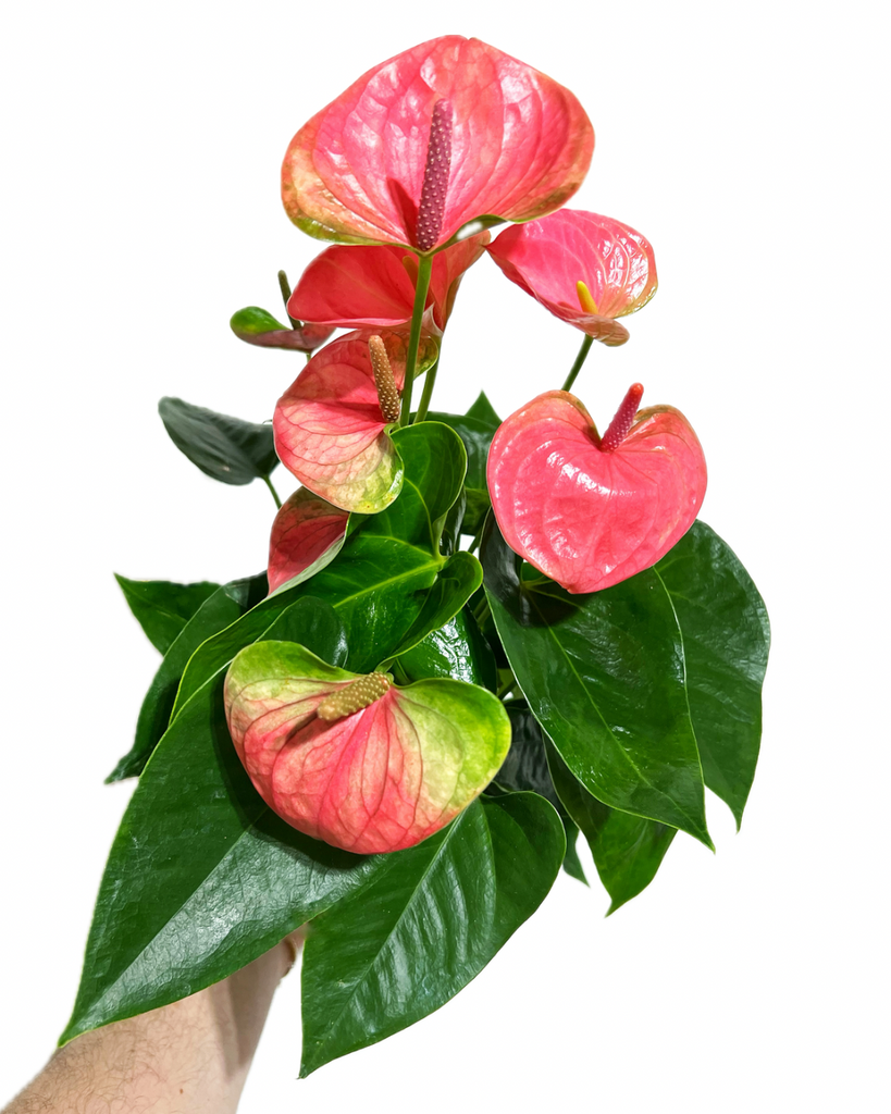 anthurium fleurs vertes Anthurium Andraeanum 'Rose'