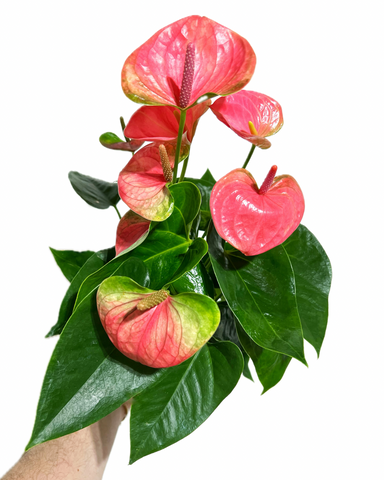 Anthurium Andraeanum 'Rose'