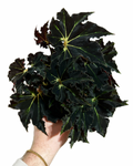 Begonia 'Black Fang' | Bégonia