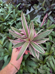 Tradescantia Spathaceae 'Tricolor'