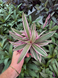 Tradescantia Spathacea 'Sitara'