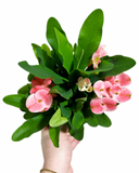 Euphorbia Milii 'Charlotte'
