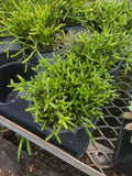 Rhipsalis 'Burchellii'