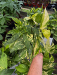 Epipremnum pinnatum 'Yellow Sunrise'